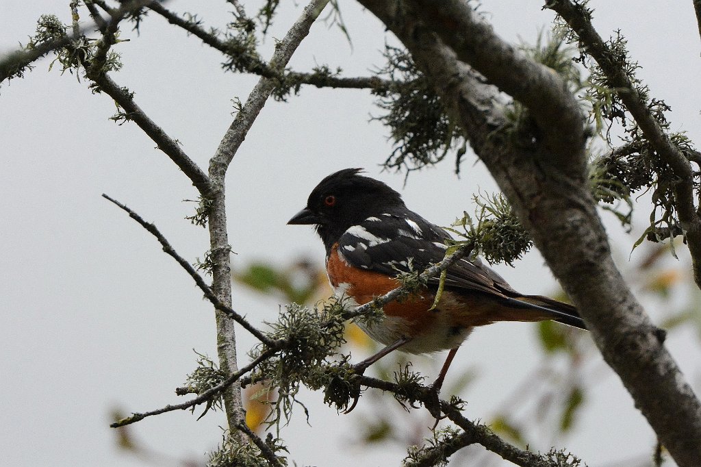 Towhee, Spotted, 2015-06111703 Montana de Oro State Park, CA.JPG - Spotted Towhee. Montana de Oro State Park, CA, 5-12-2015